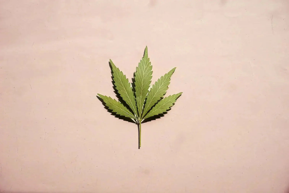 Hanf Blatt auf rosa Hintergrund