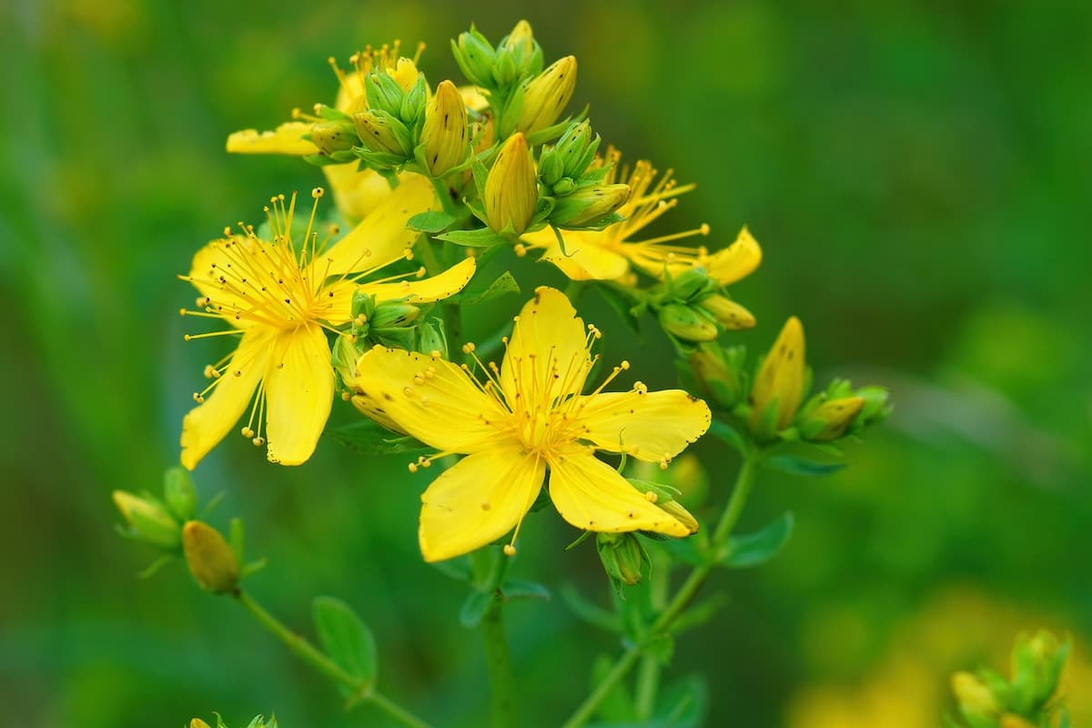 Gelbe Blüte des Johanniskraut