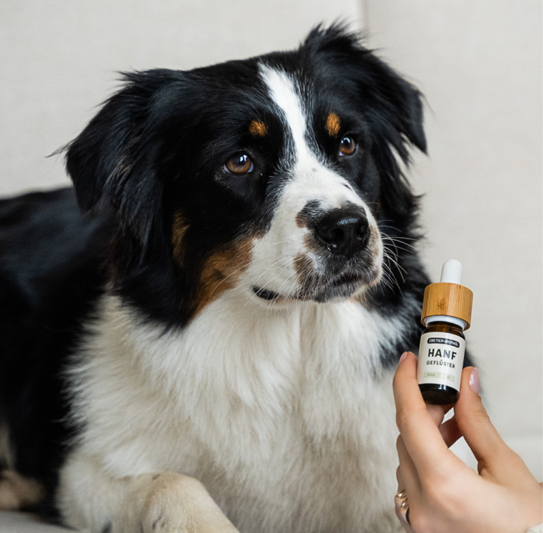 Hanfgeflüster CBD Aromaöl für Tiere 5% Moodbild