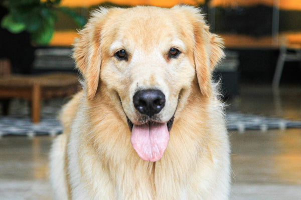 CBD für Hunde