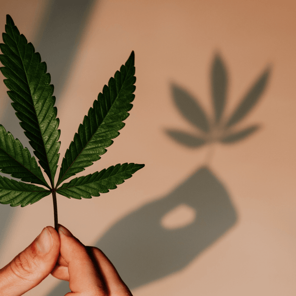 CBD Öl wird aus Blättern und Blüten der Hanfpflanze gewonnen