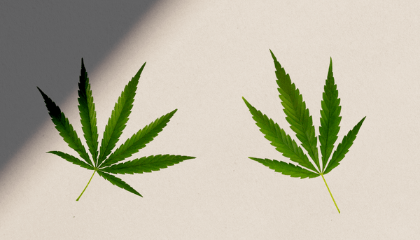 Medizinisches Cannabis