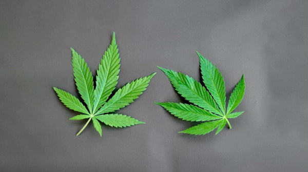 Cannabisblätter 