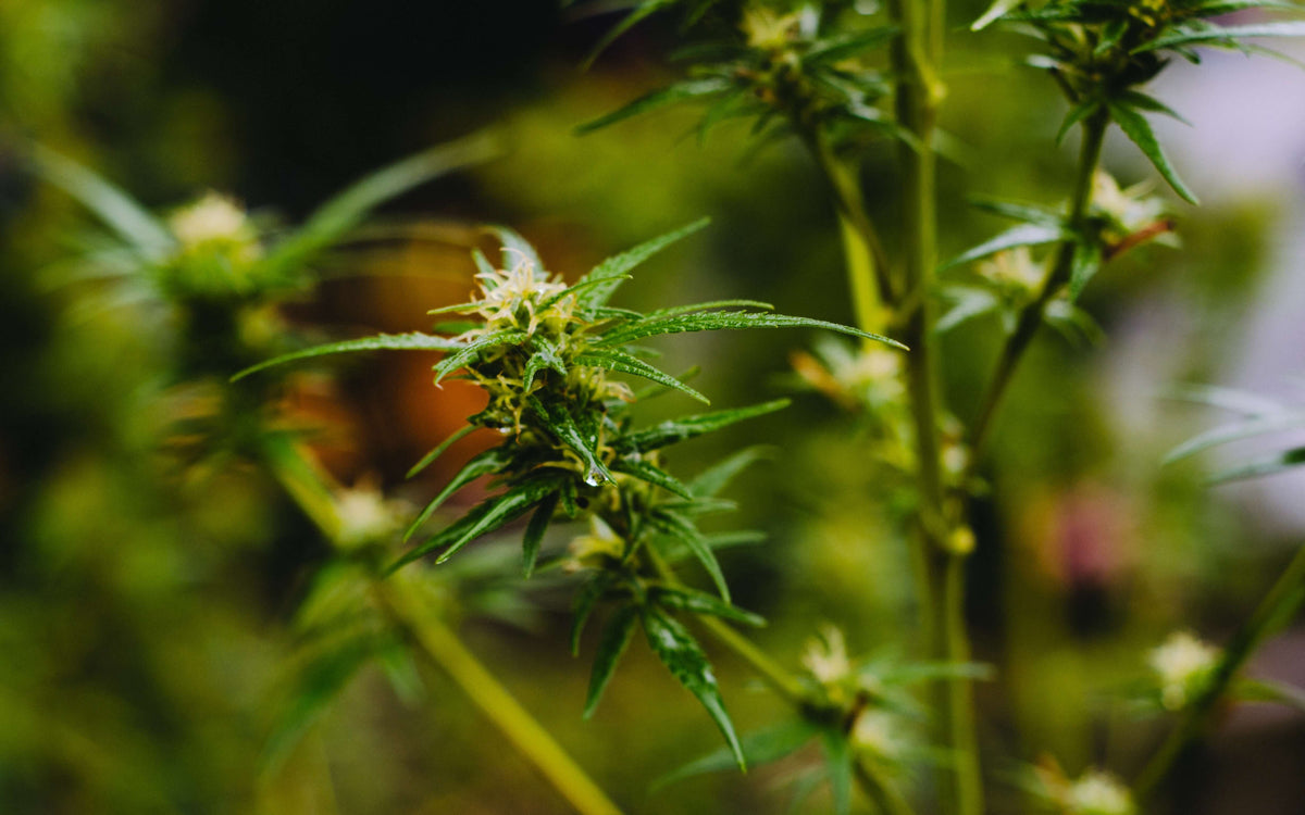 Terpene in CBD: Studien besttigen ihre Wirkung Terpene in CBD: Studien besttigen ihre Wirkung