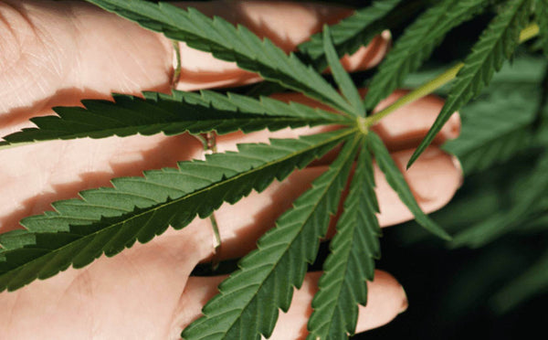 CBD Öl für Tiere in bester Qualität